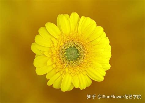 秋日赏菊，30种菊科植物介绍 - 知乎