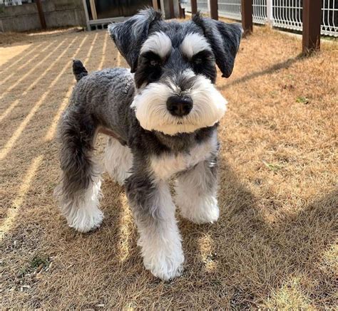 Adorable Miniature Schnauzer Standing on Dry Grass