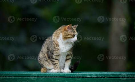 An adult street cat is relaxing in nature on a sunny day 24008980 Stock ...