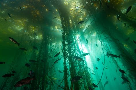 Kelp Forest Plants