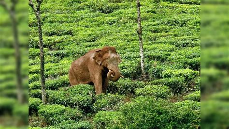 Arikomban Mission In Tamil Nadu,'വനത്തിൽ കയറി, പിടികൂടാൻ എത്തിയവരെ ...