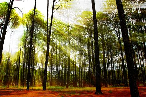 森林 的图像结果