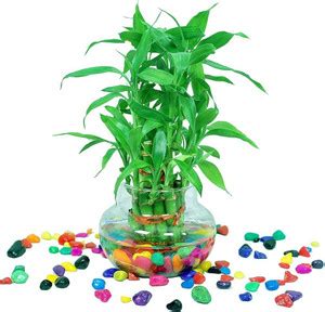 Harshgreen Two Layer Bamboo Plant Price in India - Buy Harshgreen Two ...