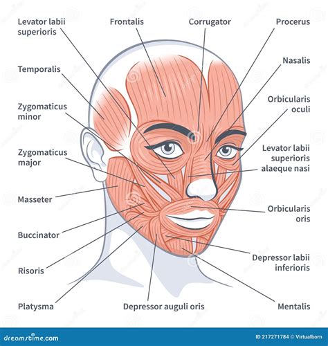 Female Facial Muscles Detailed Face Anatomy Vector Illustration Stock Vector - Illustration of ...