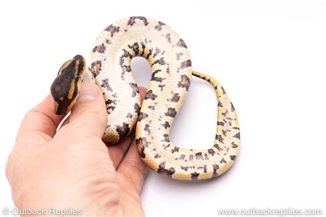 Image result for Za Reptiles Ball Python