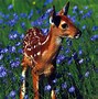 Image result for Baby Animal Computer Wallpaper
