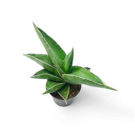 Soiled: India's No.1 Choice for Rare & Exotic Plants