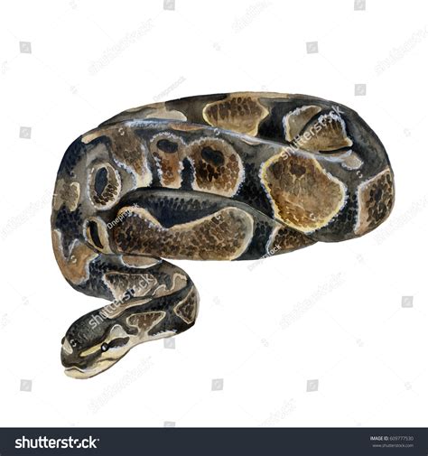 Image result for Netzpython Zwerg