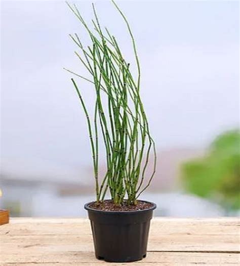 Water Bamboo, Equisetum - Small | TheGreenyard.in