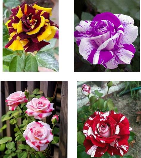 Rose Plant Online in India | Flipkart | 29-Jun-25