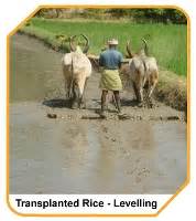 Cultivation Practices >> Main field Preparation