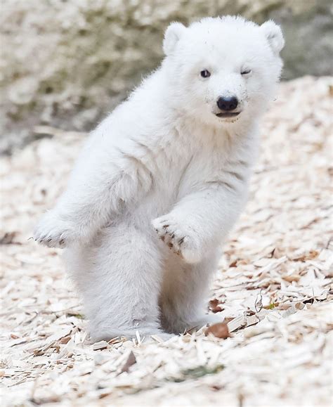 Baby Polar Bear Wallpapers - Top Free Baby Polar Bear Backgrounds ...