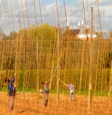 Image result for String Farm