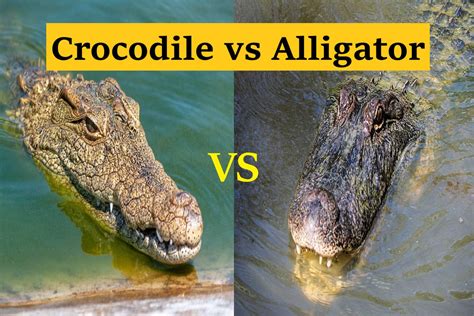 Differences between Crocodiles and Alligators | Crocodile vs Alligator