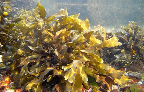 KELP FORESTS GIANT BROWN SEAWEEDS MACRO ALGAE LARGE LAMINARIALES ...