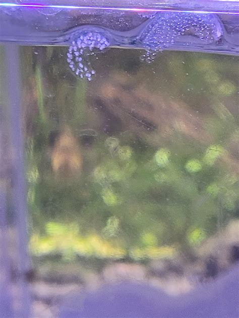 Kinda silly but are bladder snail eggs supposed to be fully submerged ...