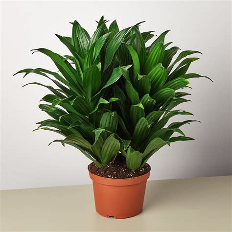 Dracaena Compacta Black Leaves