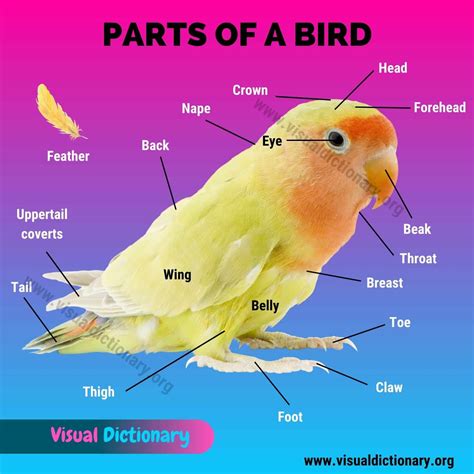 Labeled Bird Diagram at Richard Furrow blog