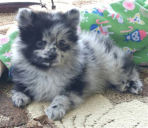 Blue Merle Pomeranian Puppies For Sale In Wi