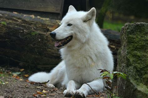 Wild Arctic wolves – This stunning pure white wolf can withstand ...