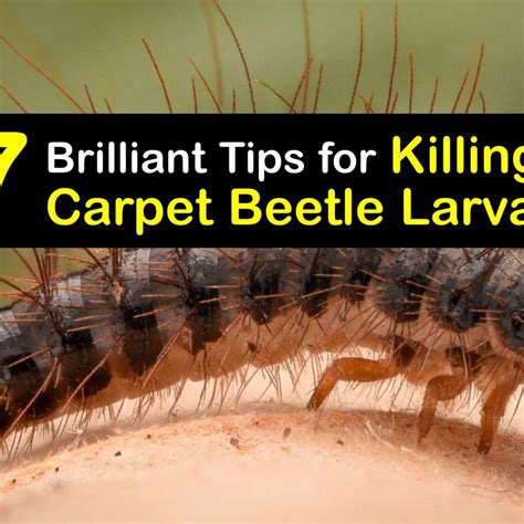 Killing Carpet Beetle Larvae Clever Tips For Getting Rid Of Beetles