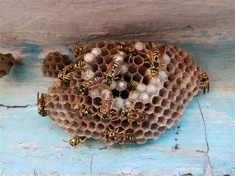 Paper Wasp Nests