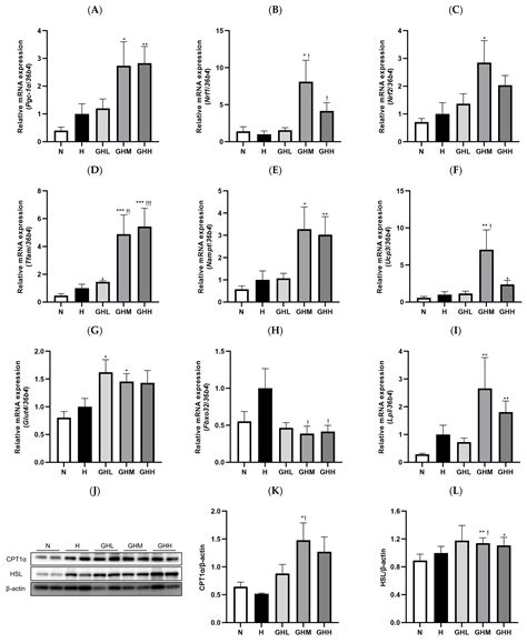 Gryllus bimaculatus Hydrolysate Ameliorates Obesity-Induced Muscle ...