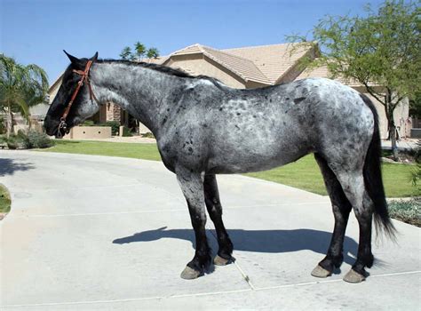 Blue Horse Breed at Laura Stanley blog