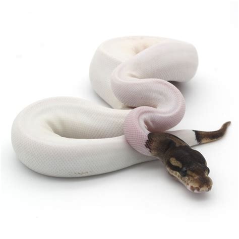 White Ball Python 的图像结果