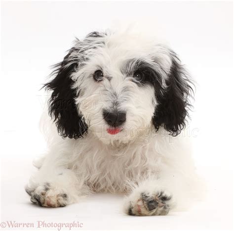 Image result for White Cockapoo Dog