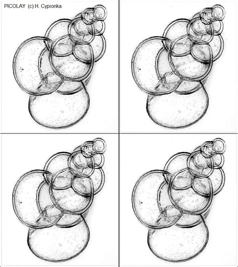 Image result for Picolay Tutorial