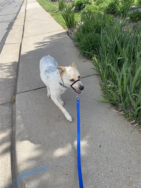 Best leashes for running with dogs : r/RunningWithDogs