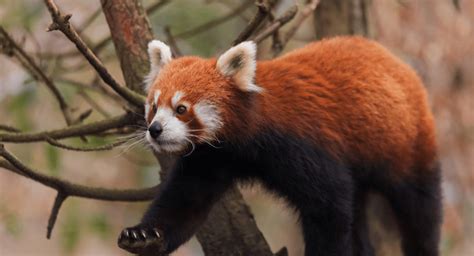 No Panda Pets! | Red Panda Network