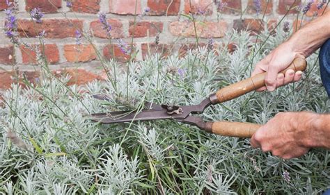 Lavender Pruning Tips 的图像结果