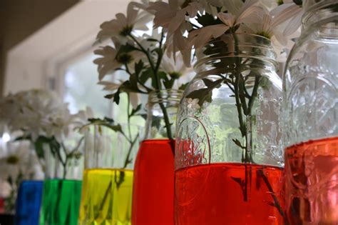 Image result for Food Coloring Flowers Science Project