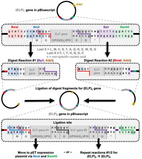 Construction of an Elastin-like Polypeptide Gene in a High Copy Number ...