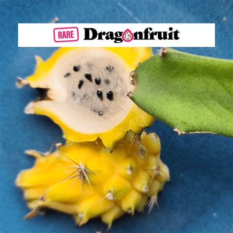 Yellow Dragon Fruit LIMITED] Yellow Dragon Fruit. Pitaya. Buah Naga