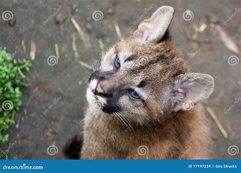 Mountain lion cub stock photo. Image of young, wildlife - 17197224