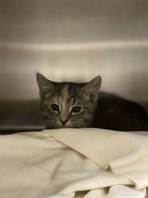 PETFIX NORTHEAST OHIO - Euclid OH - Hours, Directions, Reviews - Loc8NearMe