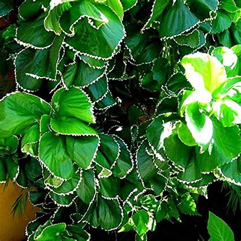 NurseryNature Acalypha Plant : Amazon.in: Garden & Outdoors