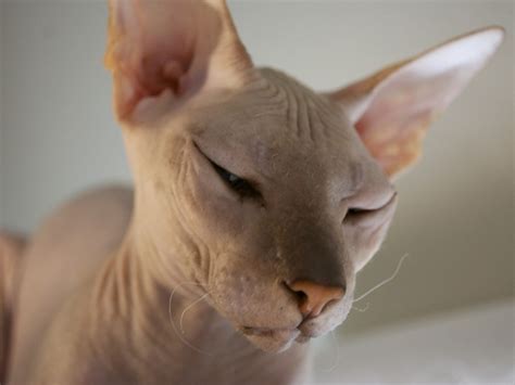 Computer Vision Edge Detection 的图像结果