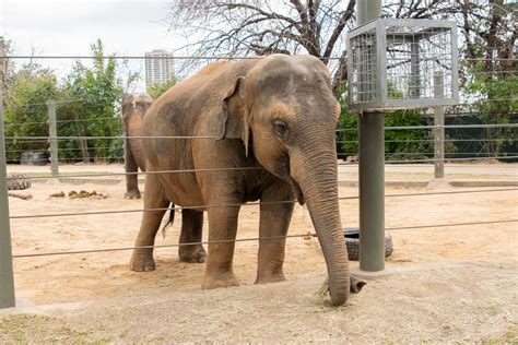 An Update on Elephant Tupelo’s Pregnancy - The Houston Zoo