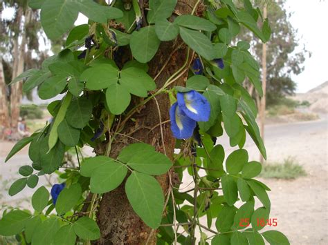 Clitoria ternatea L. | Plants of the World Online | Kew Science