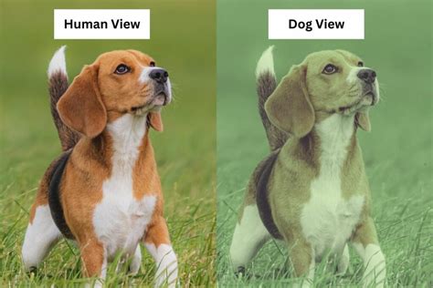 How Dogs See Colors 的图像结果