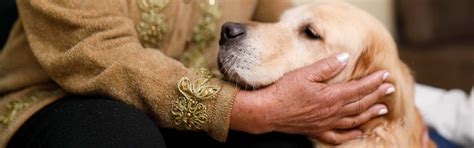 Arthritis in Dogs: Care Tips & Best Dog Shoes | Zoof Pets