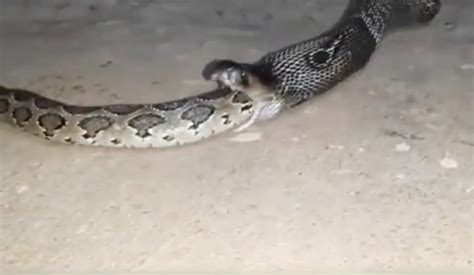 Python Kills Cobra 的图像结果