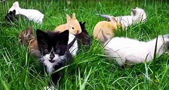 Image result for Puppies and Bunnies