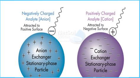 Image result for Anion Exchange Example