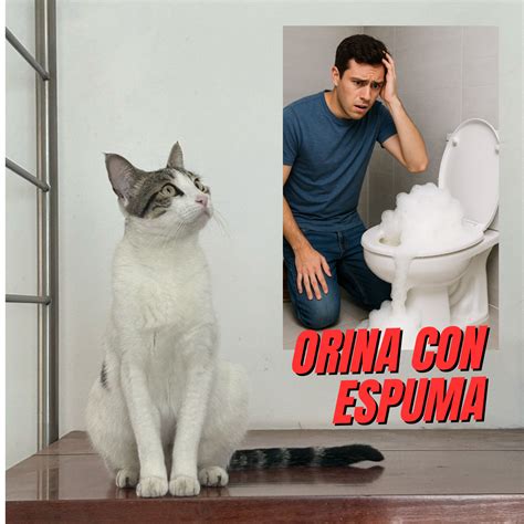 Como estudiar la orina con espuma – Urología Peruana. Dr. Susaníbar