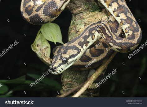 Image result for Carpet Python